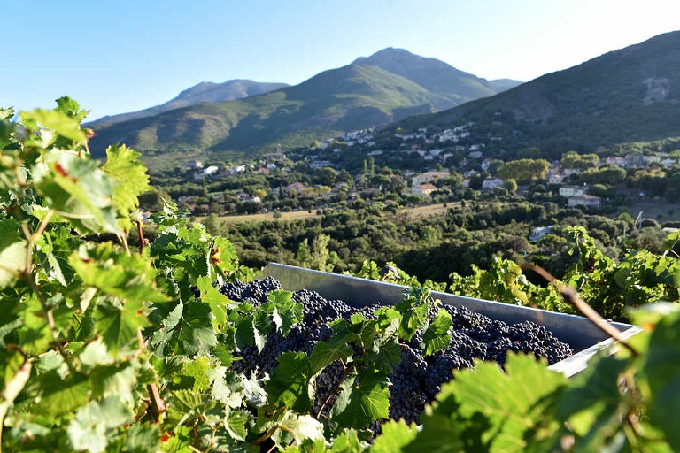 Vendanges - Vignes - Cepages - Corse